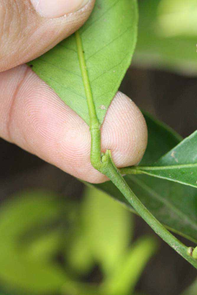              Petiole (Kinokuni, Riverside, CA)       
